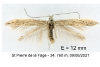 Coleophora pyrenaica
