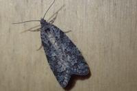 Cnephasia alticolana