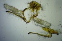 Cnephasia alticolana