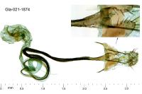 Coleophora spumosella