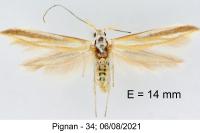 Coleophora spumosella