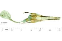 Coleophora dianthi