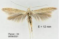 Coleophora dianthi
