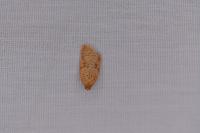 Acleris ferrugana/notana