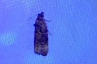 Endothenia gr. gentianaeana