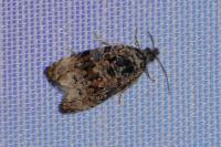 Endothenia gr. gentianaeana
