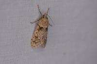Diurnea fagella