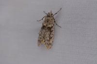 Diurnea fagella