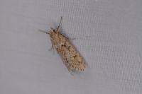Diurnea fagella