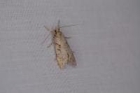Diurnea fagella