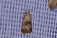Neocochylis millierana
