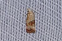 Neocochylis millierana