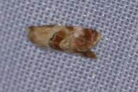 Neocochylis millierana