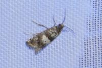 Epiblema gr. sticticana