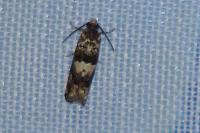 Epiblema gr. sticticana