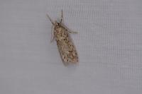 Diurnea fagella