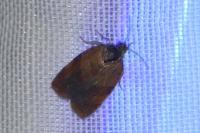 Cacoecimorpha pronubana