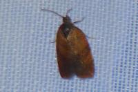 Cacoecimorpha pronubana