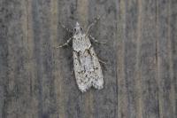 Diurnea fagella