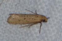 Myrmecozela ataxella