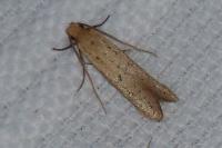Myrmecozela ataxella