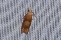 Eucosma conterminana