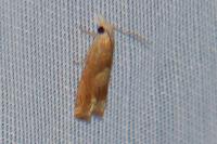 Eucosma conterminana