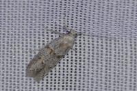 Symmocoides oxybiella