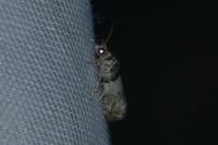 Epinotia thapsiana