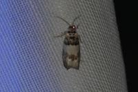 Epinotia thapsiana