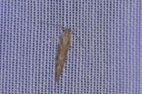 Pyroderces argyrogrammos