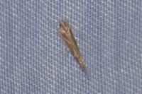 Pyroderces argyrogrammos