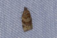 Argyrotaenia ljungiana
