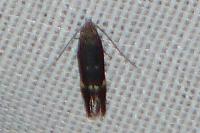 Aproaerema