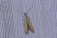 Coleophora