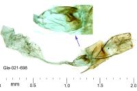 Aproaerema larseniella