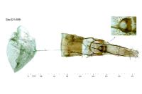 Scythris obscurella