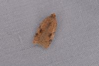 Acleris ferrugana/notana