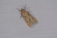 Diurnea fagella