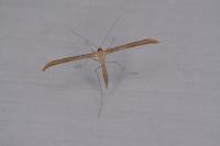 Emmelina monodactyla