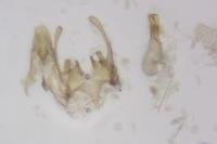 Scrobipalpa artemisiella