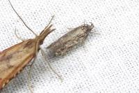 Gelechia senticetella