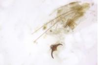Gelechia senticetella