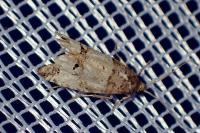 Notocelia incarnatana/mediterranea