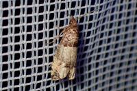 Notocelia incarnatana/mediterranea