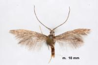 Coleophora texanella