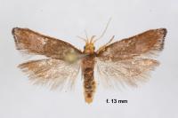 Eurodachtha pallicornella