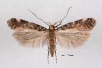 Aristotelia decoratella