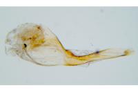 Aristotelia decoratella