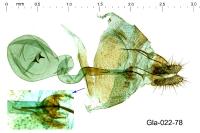 Pseudococcyx tessulatana